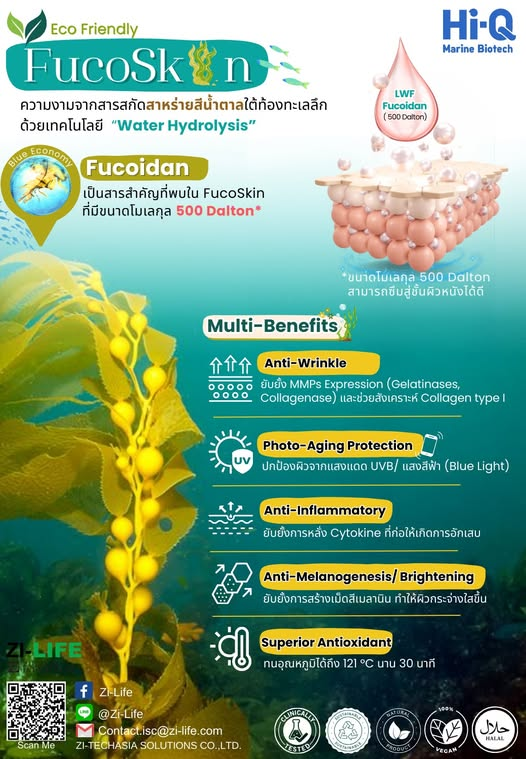 ภาพประกอบ Fucoskin จากเอกสารบริษัท