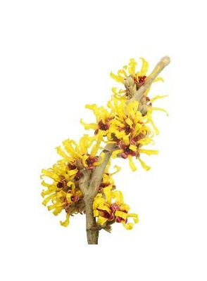 ภาพประกอบ Witch hazel จากเอกสารบริษัท