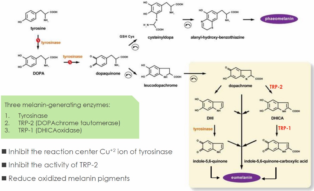 ภาพประกอบ Cos VCE (3-0 Ethyl Ascorbic Acid) จากเอกสารบริษัท