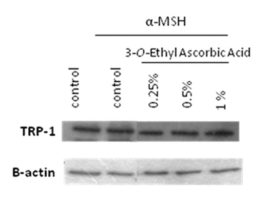 ภาพประกอบ Cos VCE (3-0 Ethyl Ascorbic Acid) จากเอกสารบริษัท